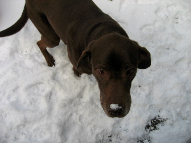 [Snow+Dec-08+(2).JPG]