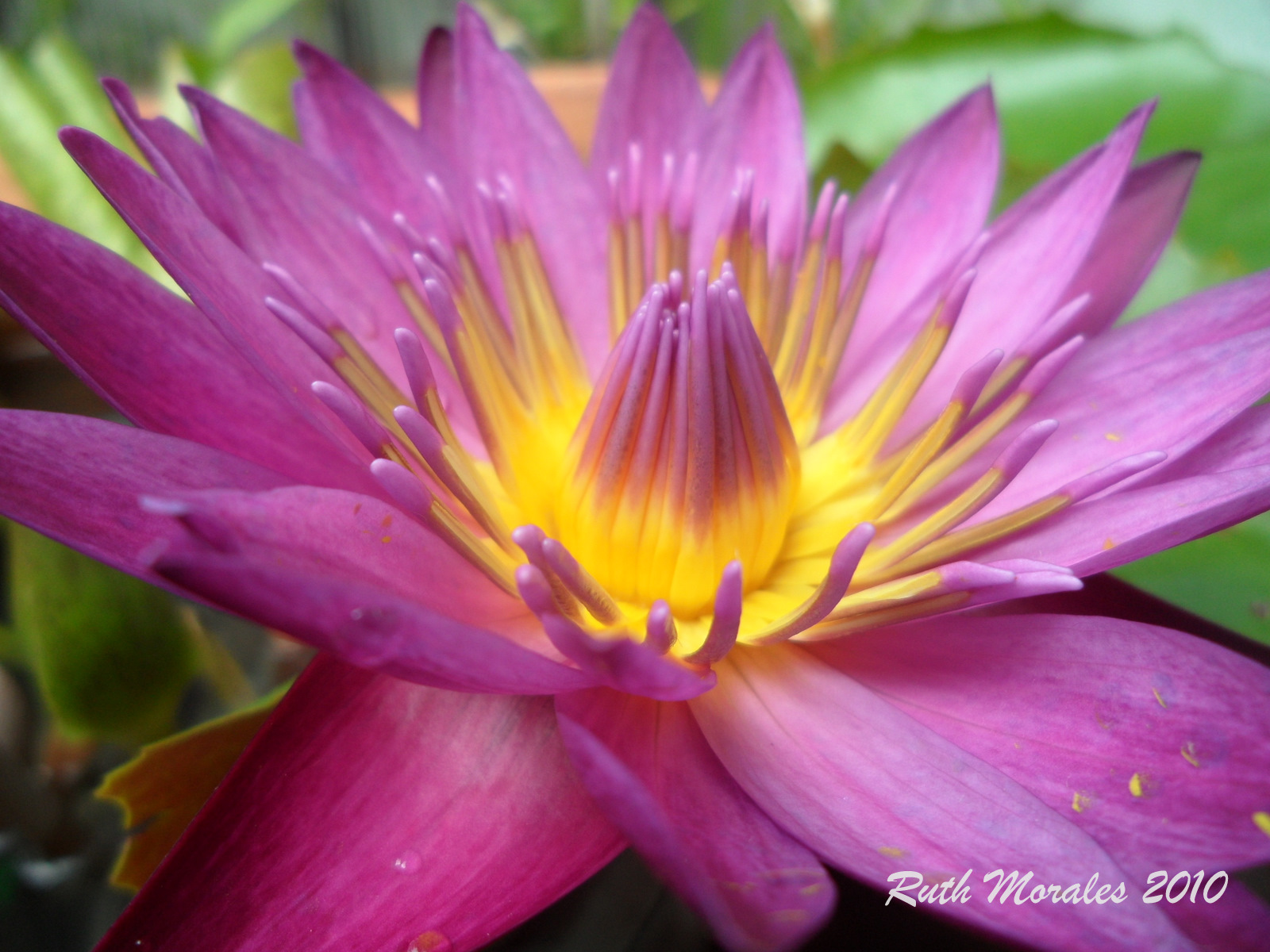 Heart's Garden Water Lily In Bloom