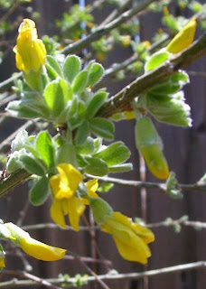 Vanhoutte S Spirea Bridal Wreath Spirea Featuring New Plants