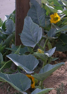Need To Know Two Types Of Native Honeysuckle Vine On World Peace