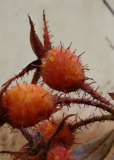 These Sweet Smelling Winter Shrubs Chase Away The January Blues