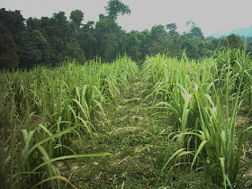 Agriculture Responsibility Profit Menanam Tebu Di Tepi Bibir