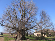 ÁRBOLES SINGULARES AMENAZADOS