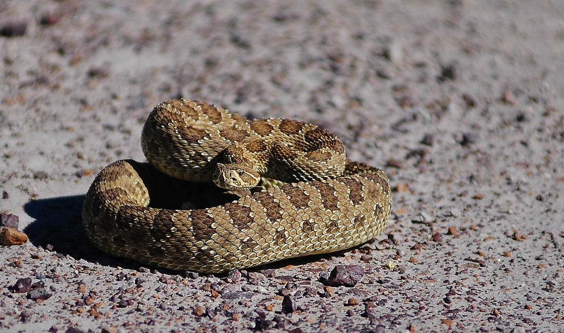 Wyoming Photos: Rattlesnake