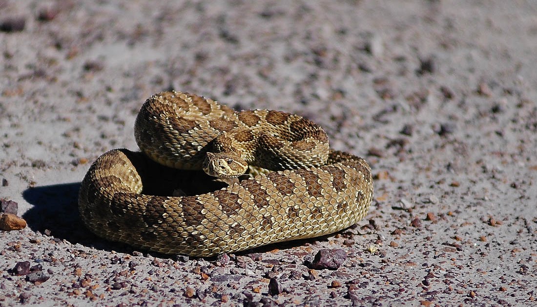 Wyoming Photos Rattlesnake