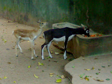 Black Buck