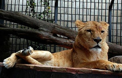 毒梟的家 動物園 - 突擊哥倫比亞 毒梟的家 超奢華還有 動物園