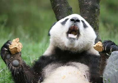 熊貓打噴嚏 - 熊貓打噴嚏影片