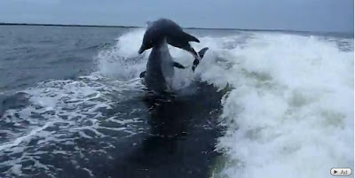 海豚對撞 - 海豚對撞影片 Dolphin Collision