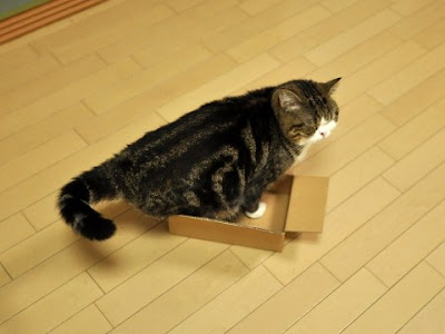 紙箱貓 小圓 - 紙箱貓 小圓 忍者貓 Maru