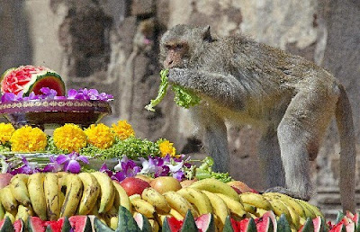泰國猴宴 - 洛布里 泰國猴宴