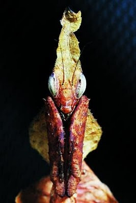 幽靈螳螂 - 幽靈螳螂 Phyllocrania paradoxa