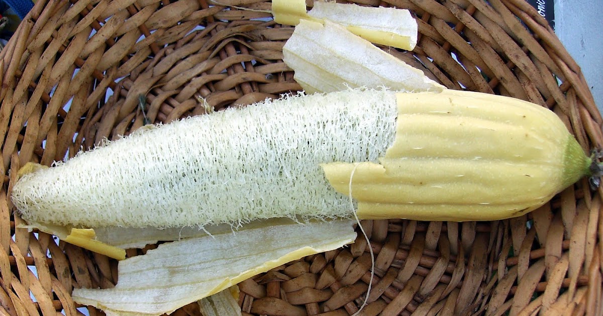 Aquarian Bath When and How To Harvest Your Luffa Gourds