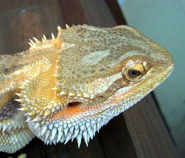 bearded-dragon-head.jpg
