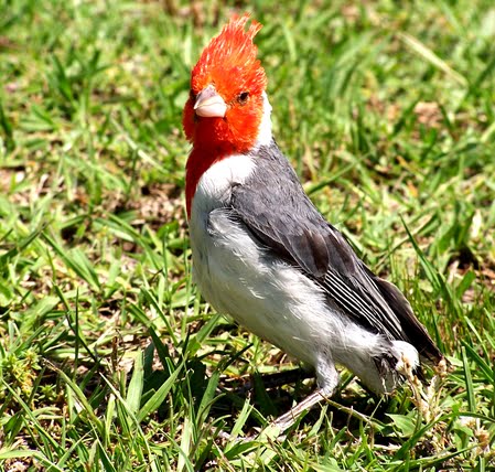 FAUNA COM fauna com: