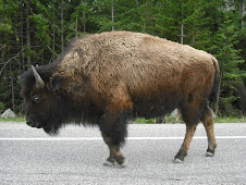 Buffalo On Highway