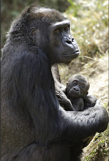 The National Zoo in Washington