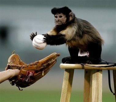 Lol! Funny Animals Monkey+baseball
