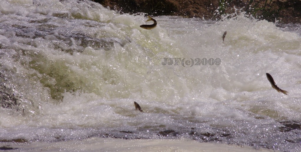 [Rio+Sorraia+2009+(4).JPG]