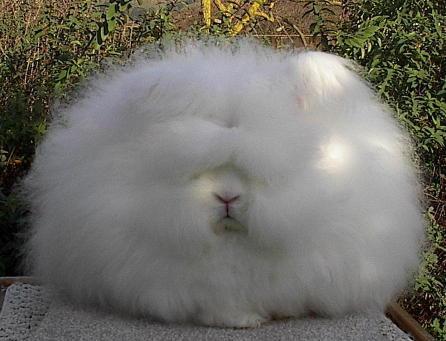 [very_fluffy_bunny1.jpg]