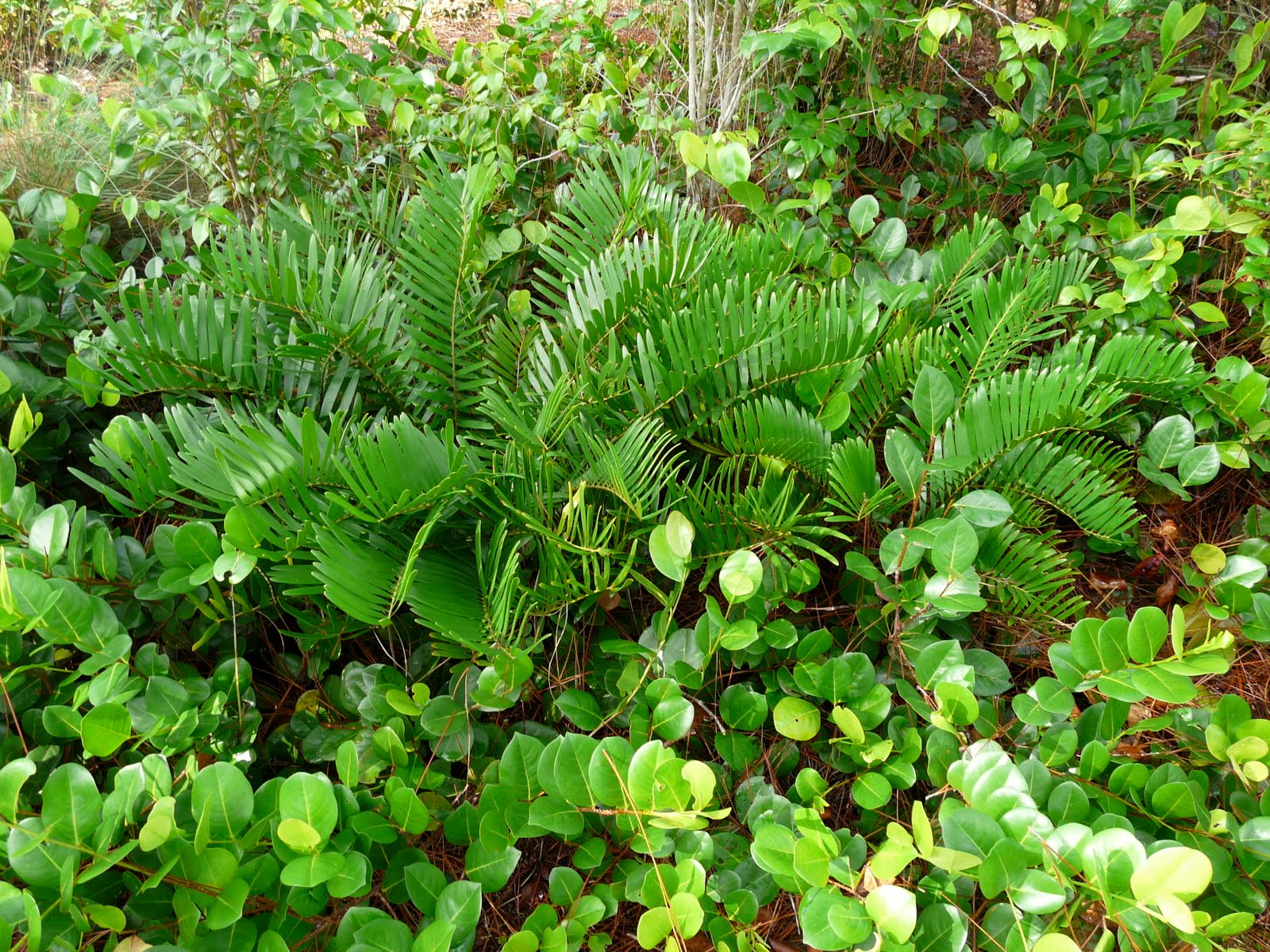 Coonties Captivating Cycads