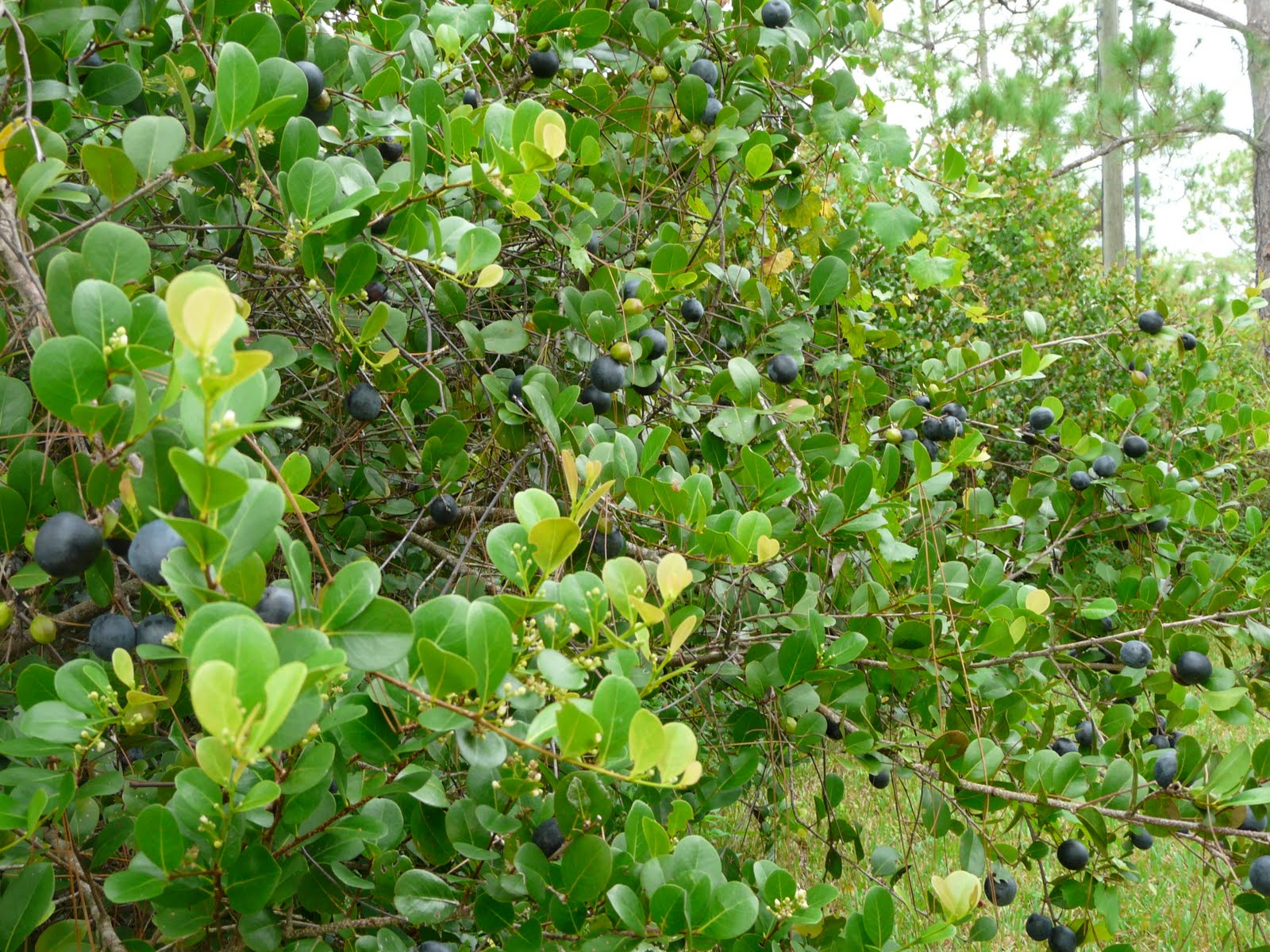 Cocoplum's Are Bursting Out All Over