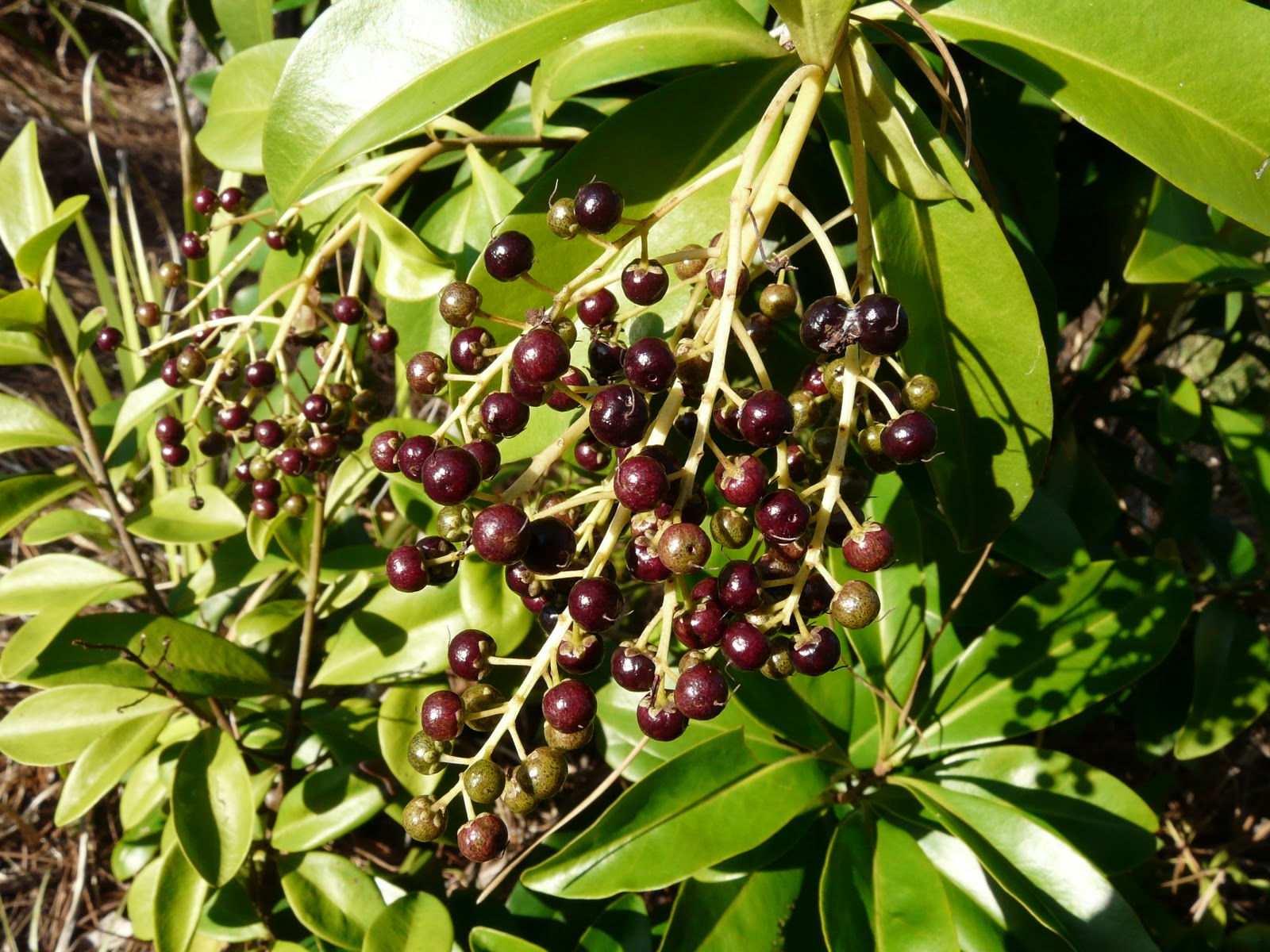 Florida Native Plant Society Blog A Plant for All Reasons