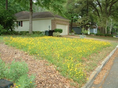 Florida Native Plant Society Blog: Florida Wildflower Garden