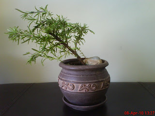  Rosemary bonsai