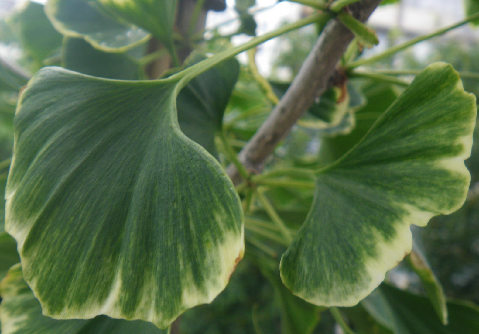 ginkgo leaf ginkgo leaf