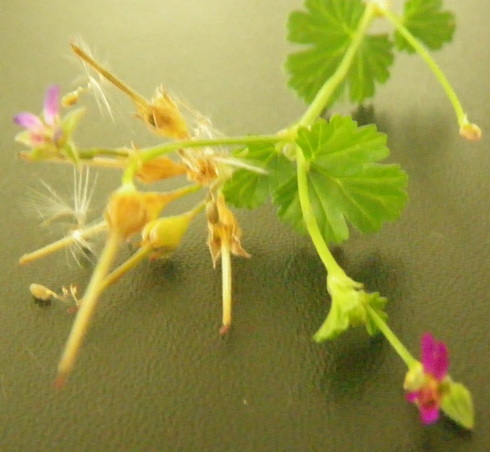 Scented Leaf Seeds from Pelargonium Grossularioides / Scented Coconut