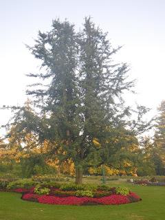  Ginkgo Biloba Tree from Rose Garden, Vancouver