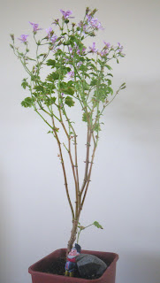 Flowering Pelargonium Bonsai, Frensham Lemon Variety