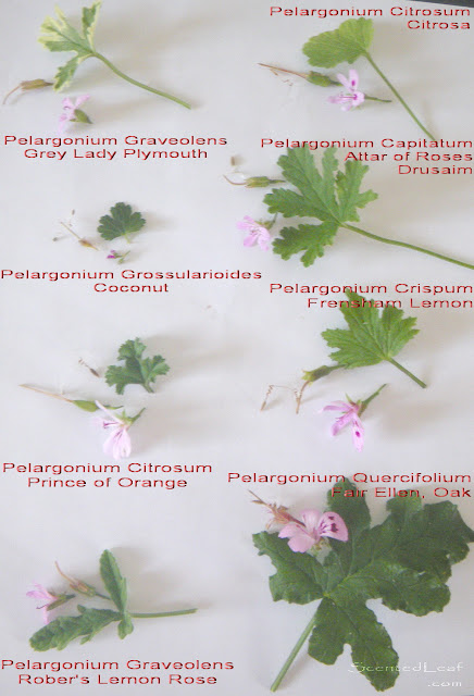 Scented pelargoniums seeds flowers and leaves