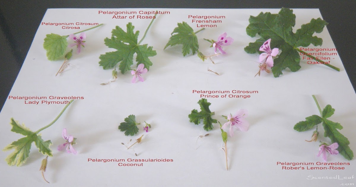 Scented Leaf Scented pelargoniums seeds collected from my garden