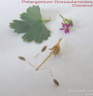 Pelargonium grossularioides: Coconut, Pelargonium parriflorum