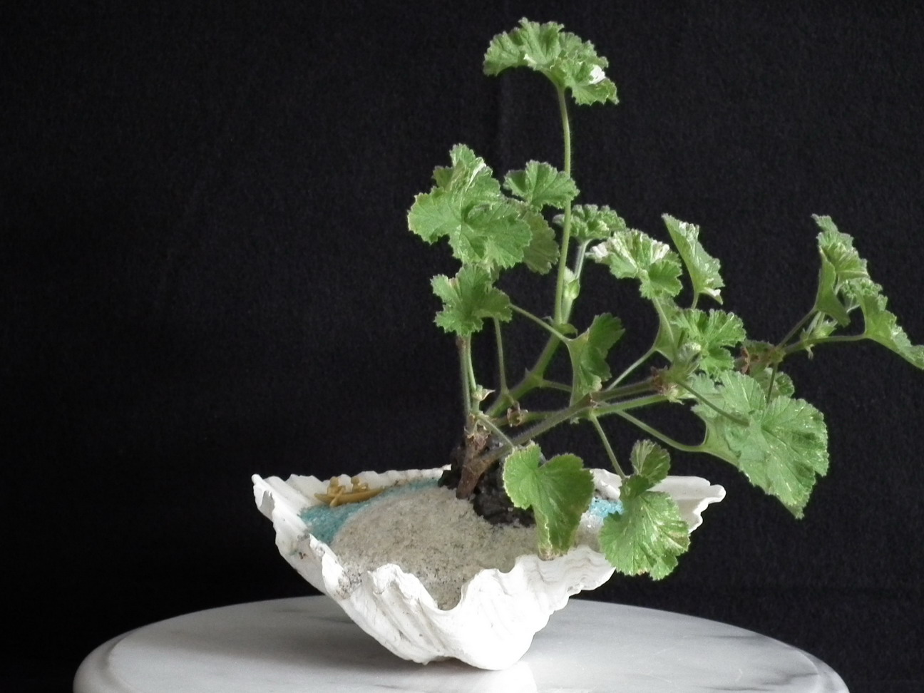 Scented Leaf Saikei And Bonsai For Thanksgiving Day Scented Leaf Saikei And Bonsai For Thanksgiving Day