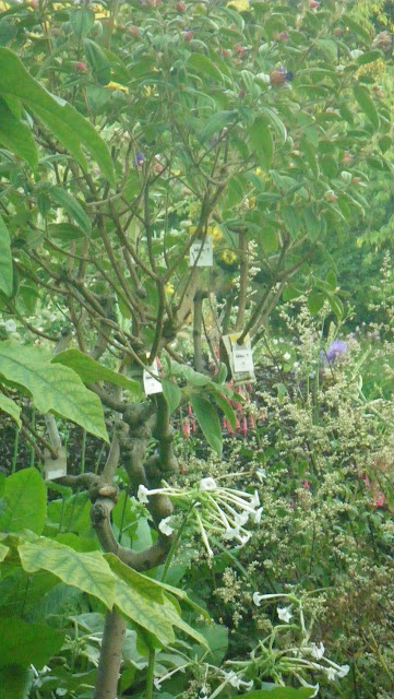 tobacco plants in stanley park