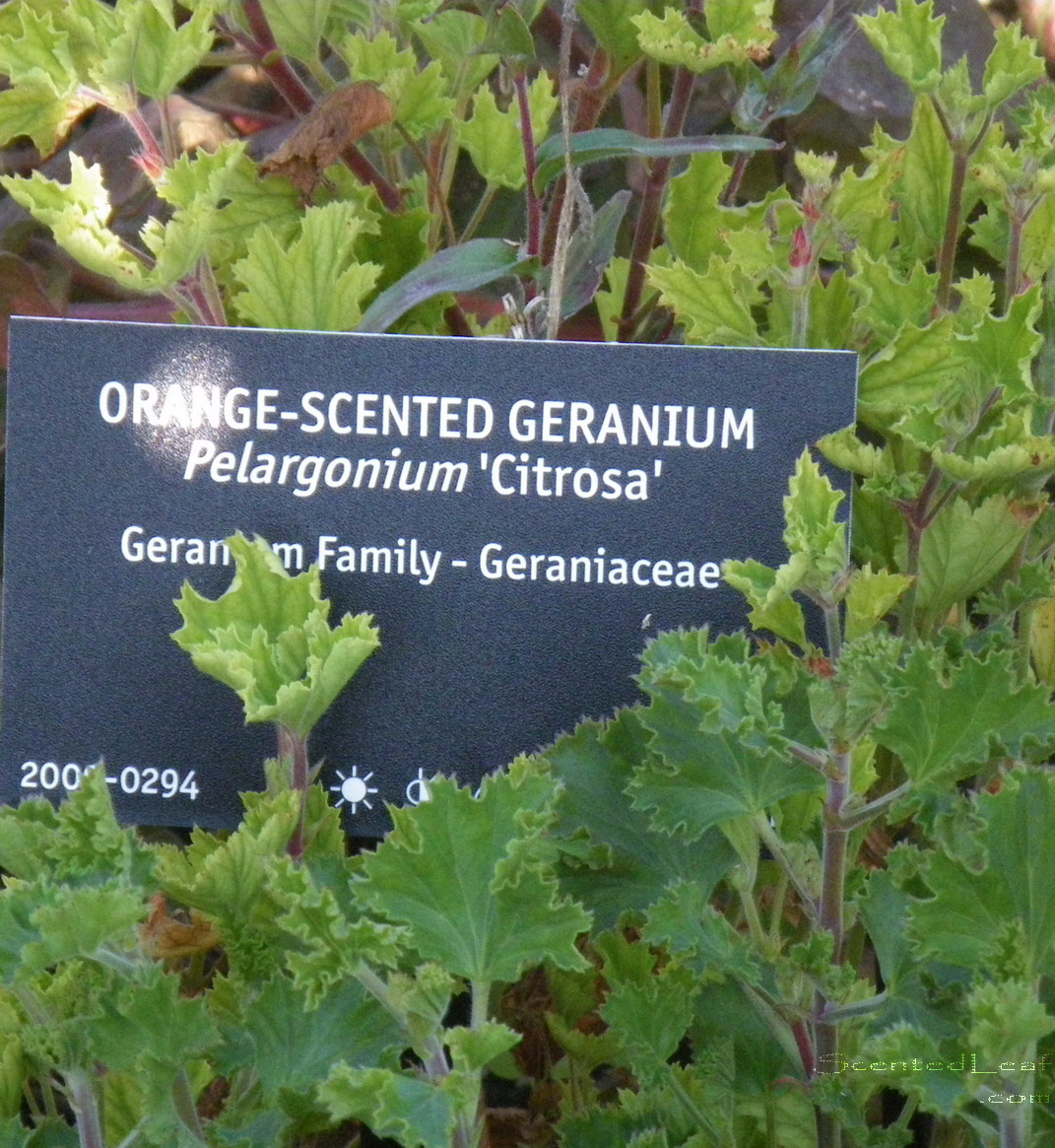 Scented Leaf VanDusen Fragrance Garden