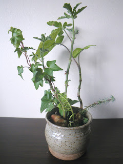 Centerpiece in ceramic pot with Rober's Lemon Rose