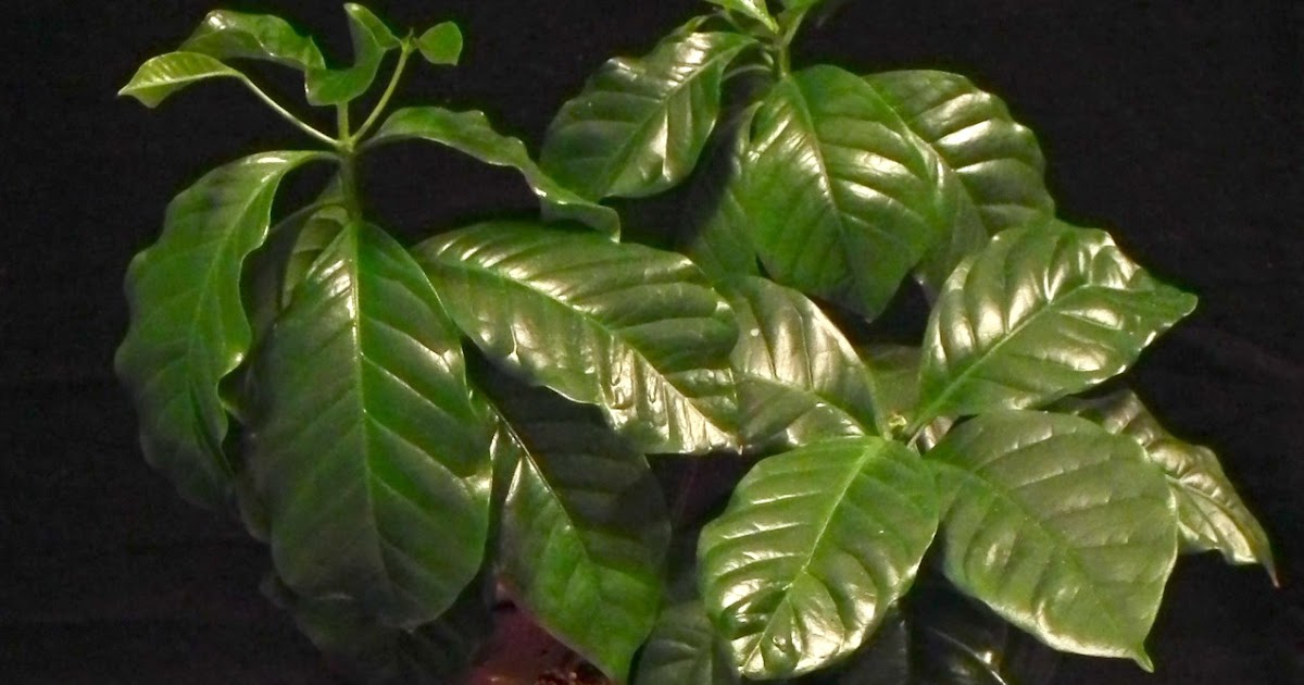 Scented Leaf Growing Coffee Plants Indoor