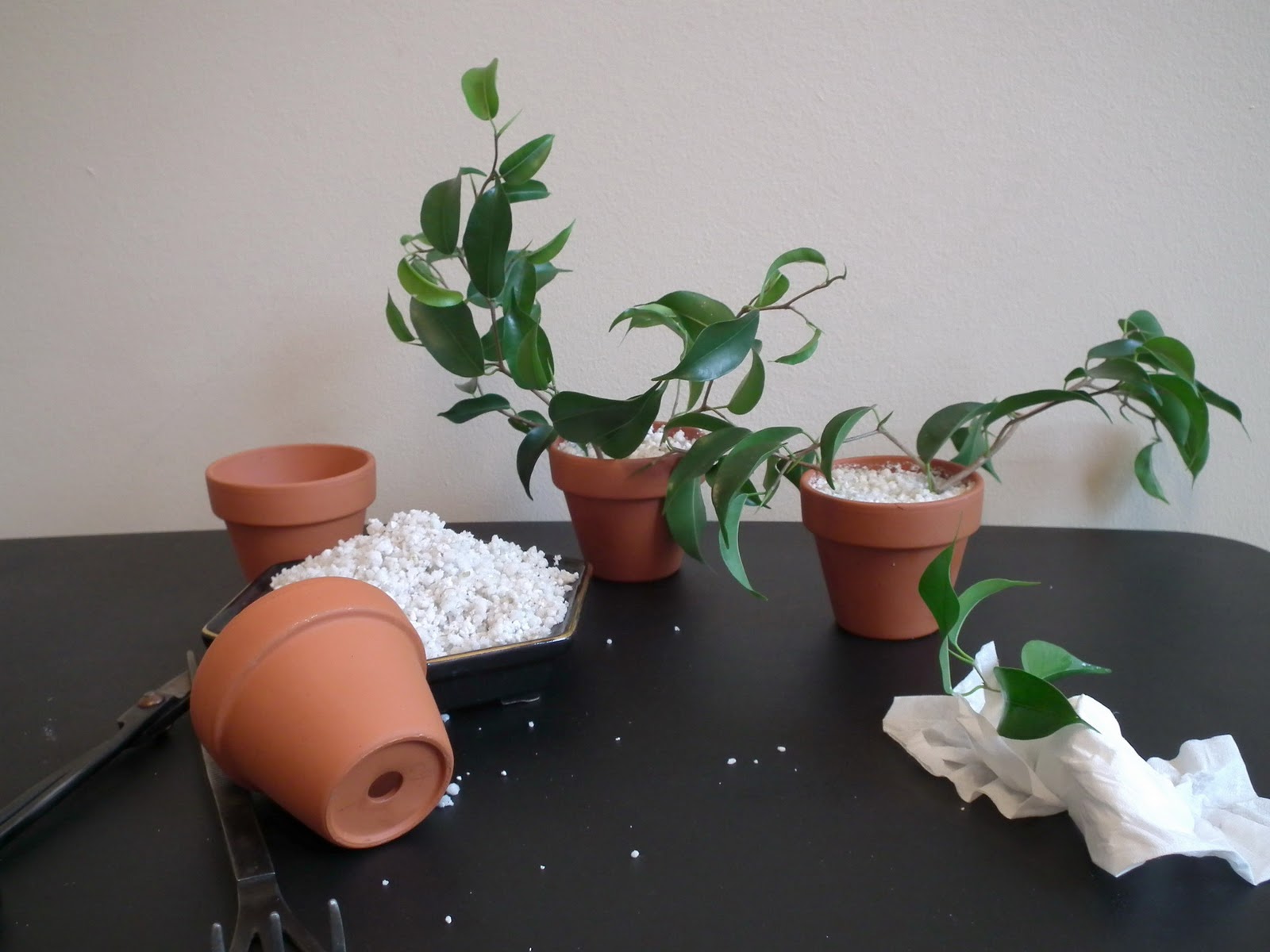 Scented Leaf Ficus propagation from cuttings