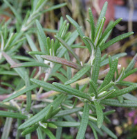 Rosemary unharmed by first frost