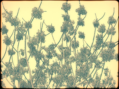 art166, digital, contemporary, mimosa, dawn