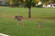 Deer Near Patio