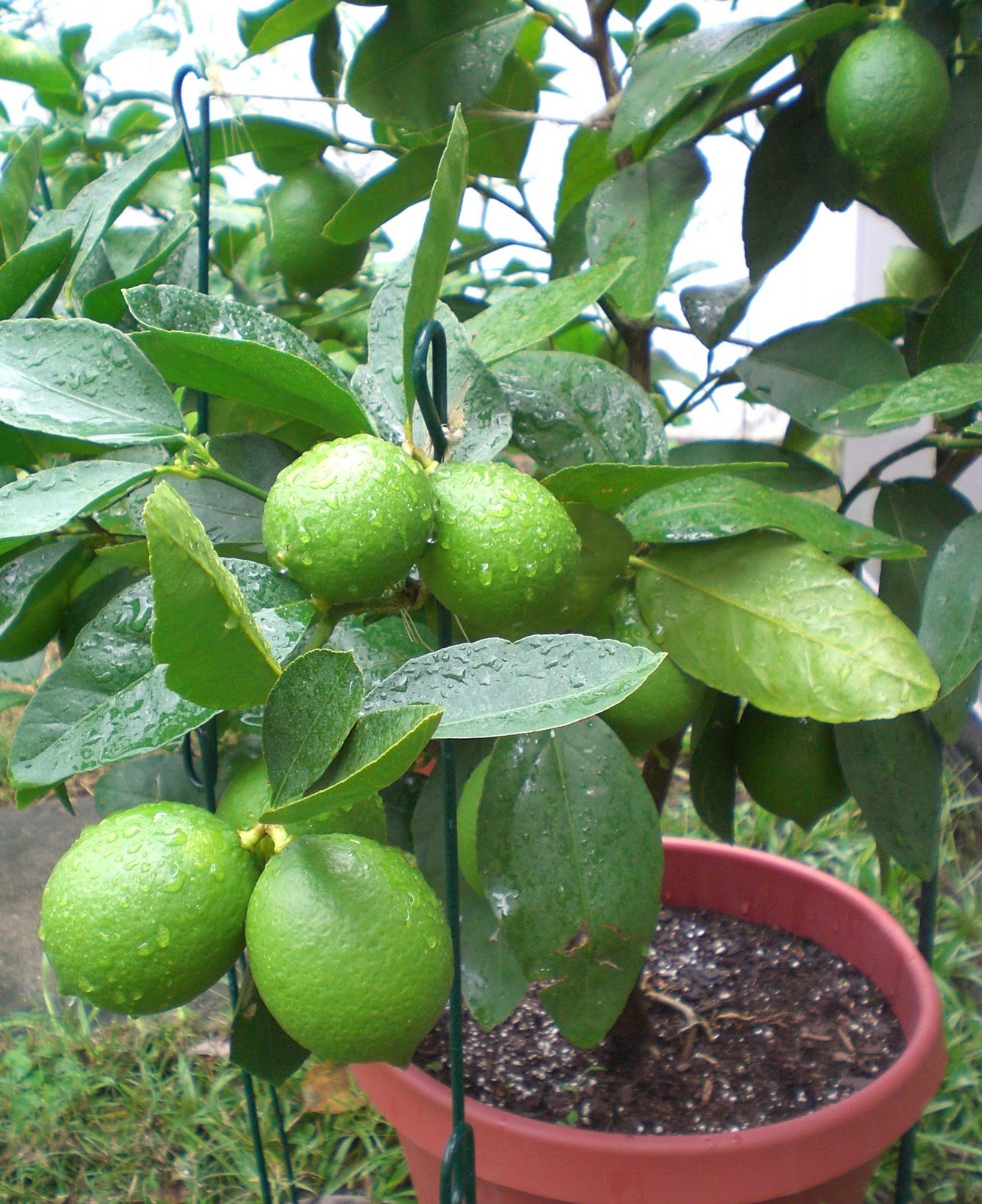 .09 Acres Lime Harvest