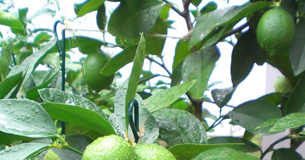 .09 Acres Lime Harvest