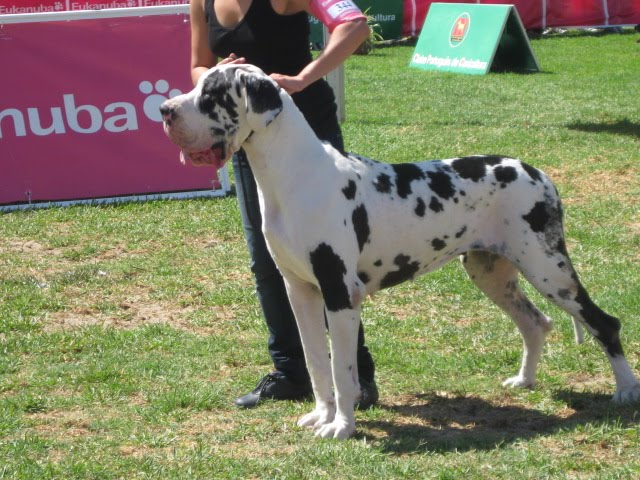 CAMPEÃ DE PORTUGAL E CAMPEÃ DE GIBRALTAR