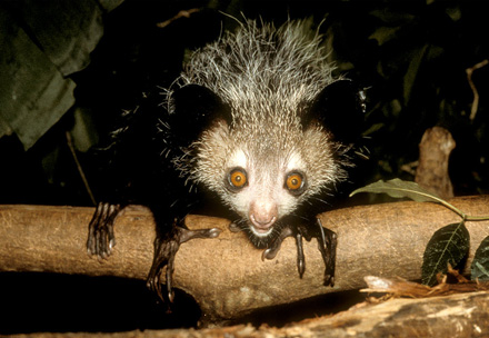 Animales Animales