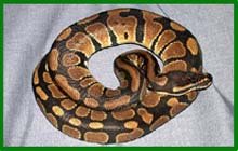 [x+Ball+Python.jpg]